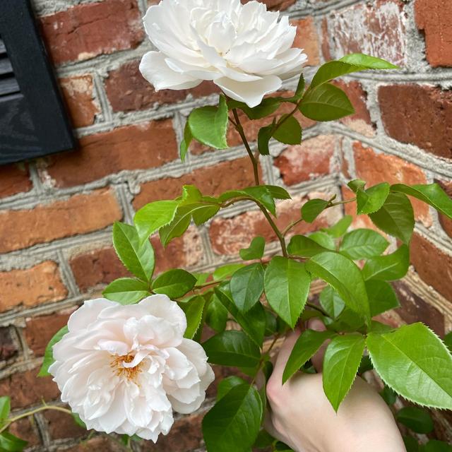 House and Garden Fund