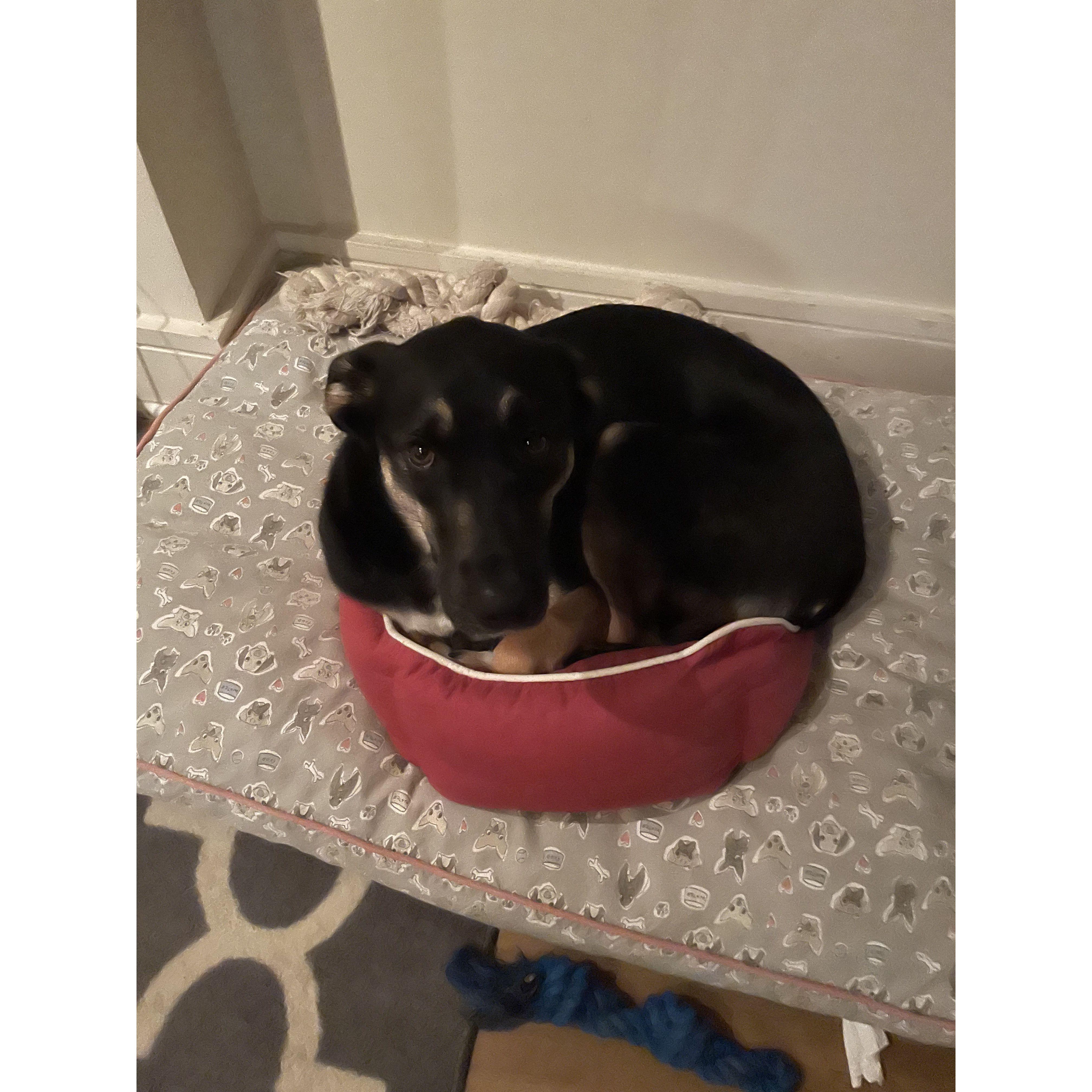 Athenas favorite baby bed