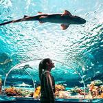 Ripley's Aquarium of the Smokies