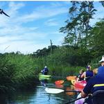 Kayak the Creek Nature Tour