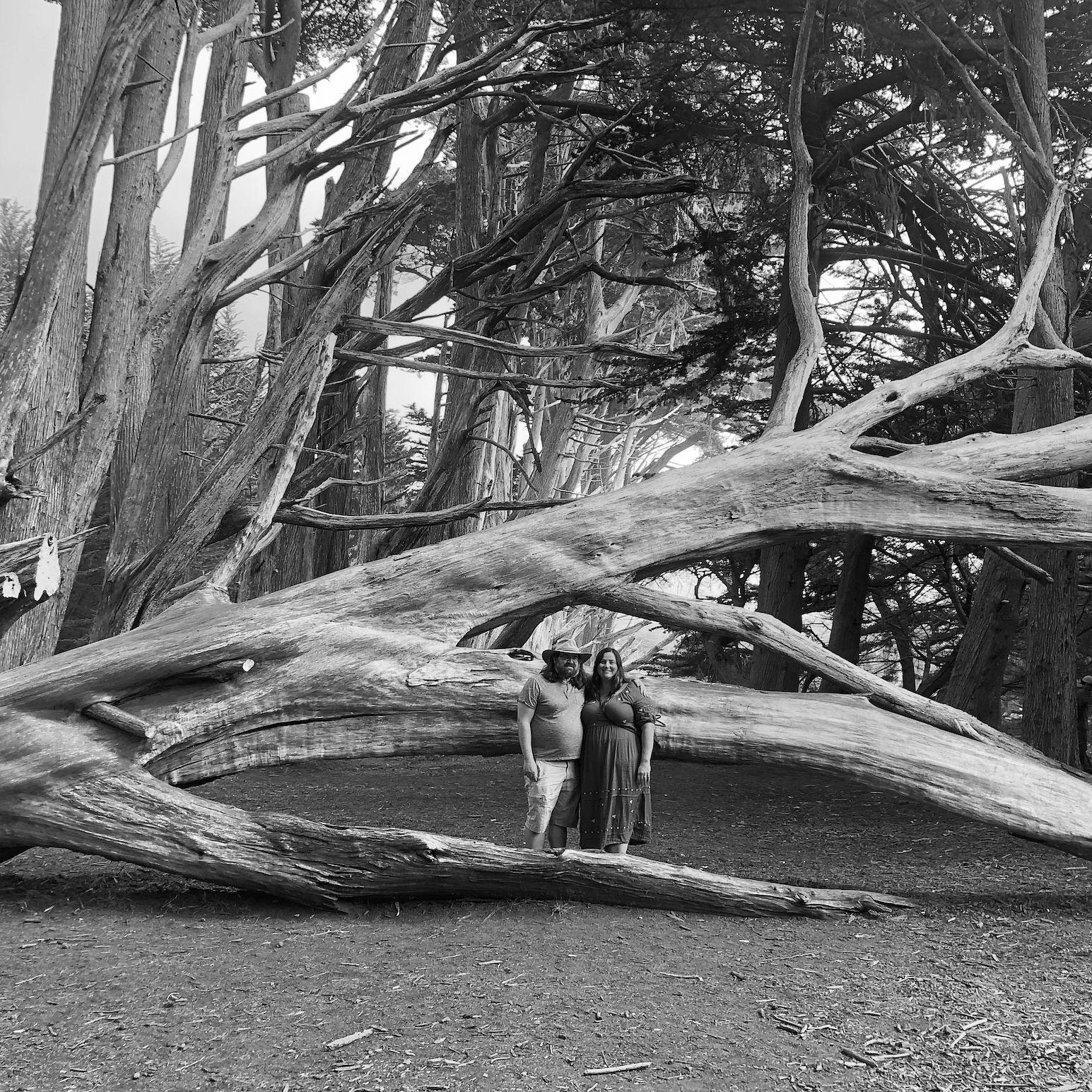 Cypress Tree Tunnel. Half Moon Bay, October 2022.