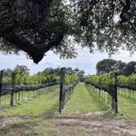 Seventh Son Vineyards