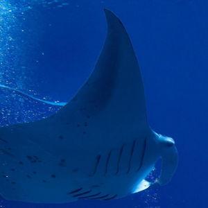Night Snorkeling With Manta Rays in Hawaii