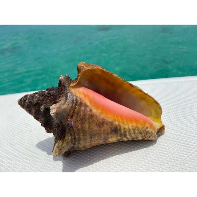Conch Republic