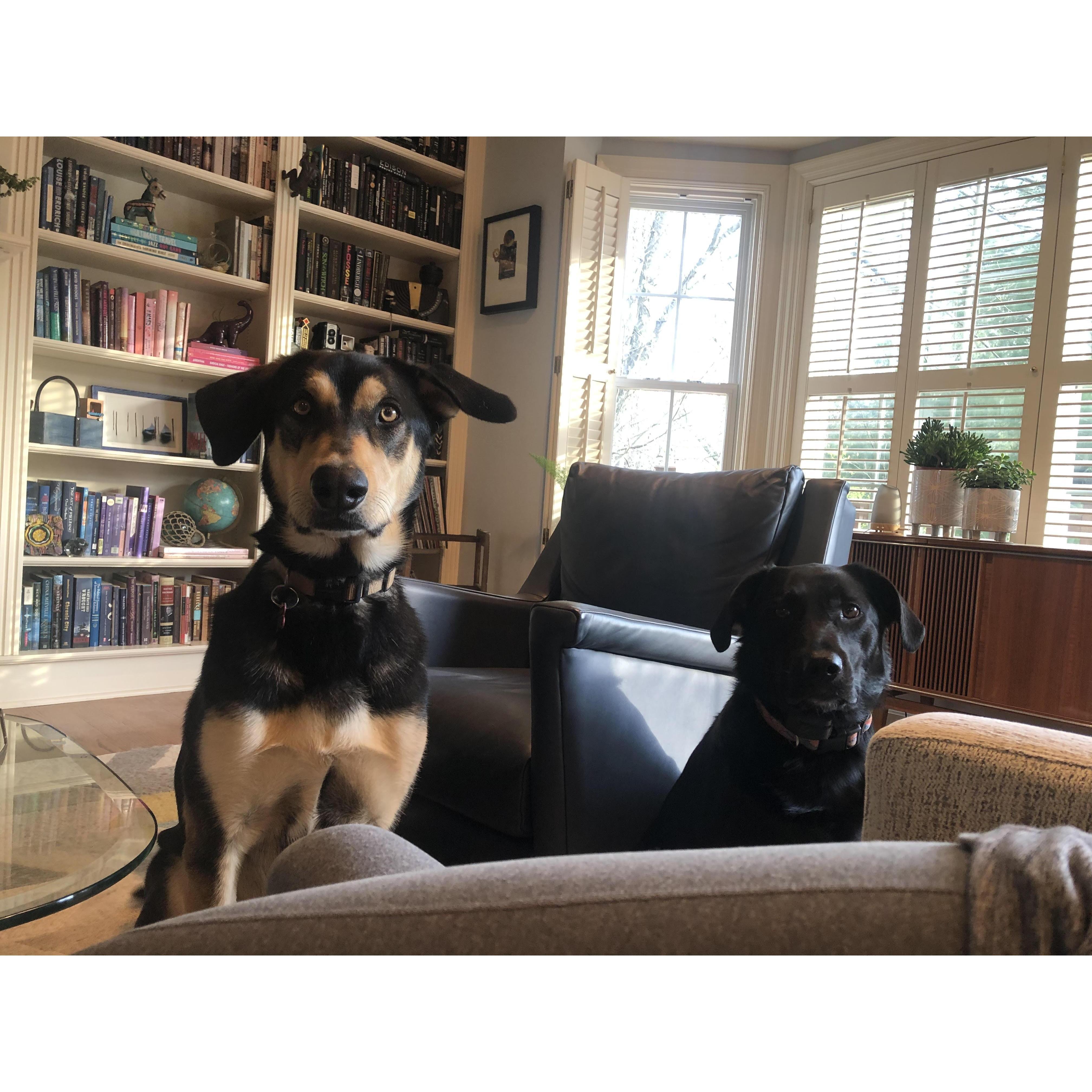 Our furry buddies, Finn and Piper.