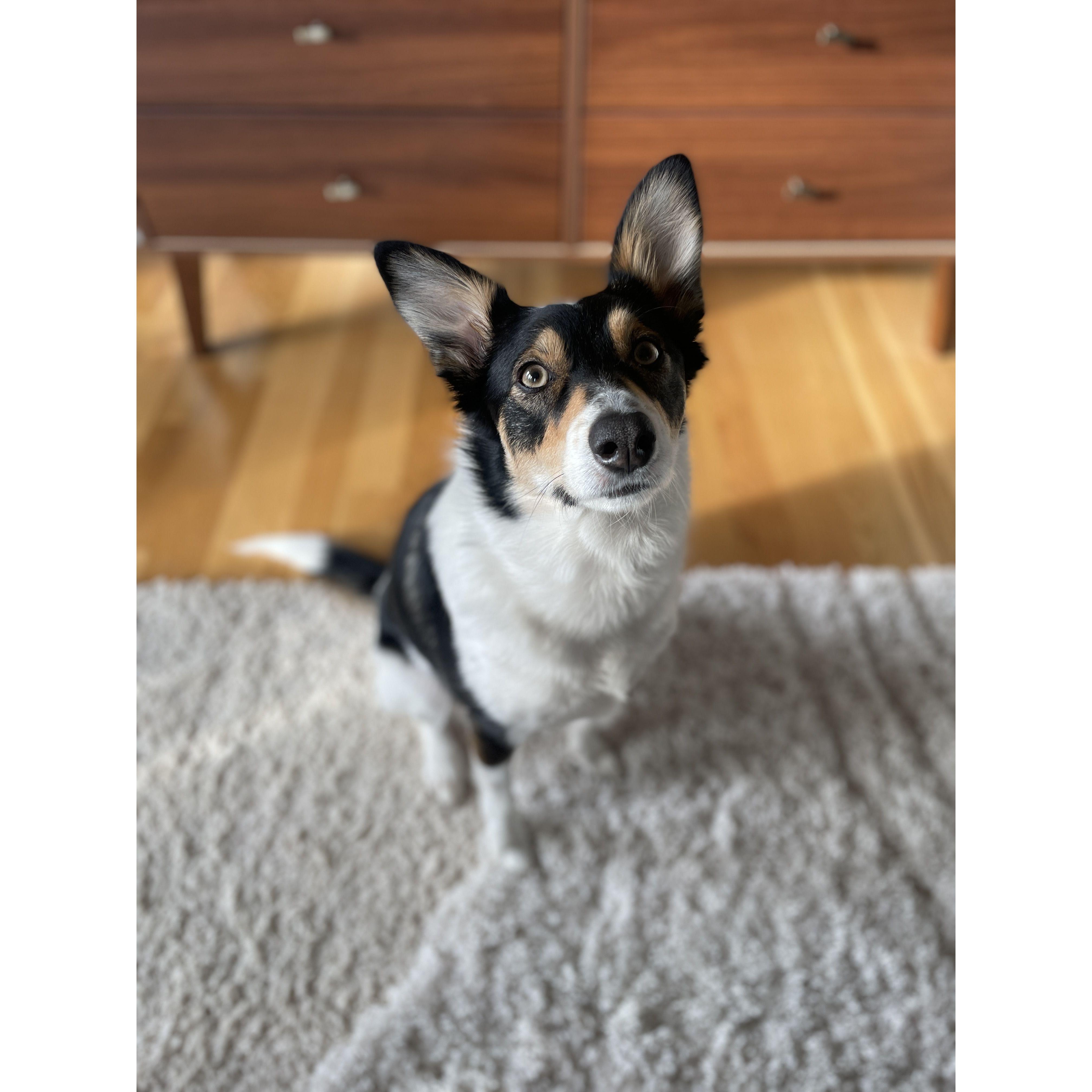 Our fur baby, Helix. (follow her on Instagram!)