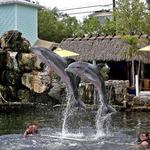Island Dolphin Care