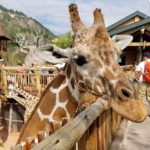 Cheyenne Mountain Zoo