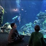 Tennessee Aquarium