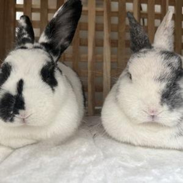 Rabbit sitter for Sushi and Pepper