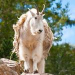 Cheyenne Mountain Zoo