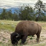 Bison Range