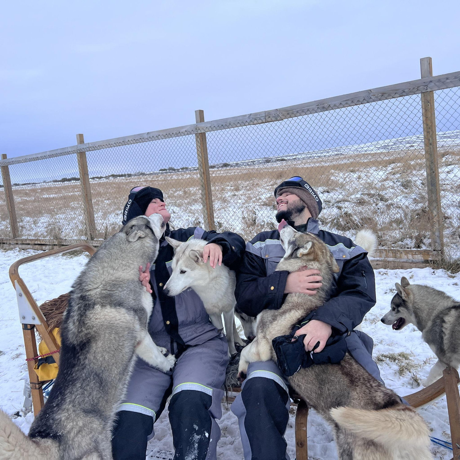 Dog Sledding In Iceland