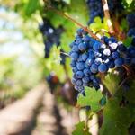 Russian River Wineries