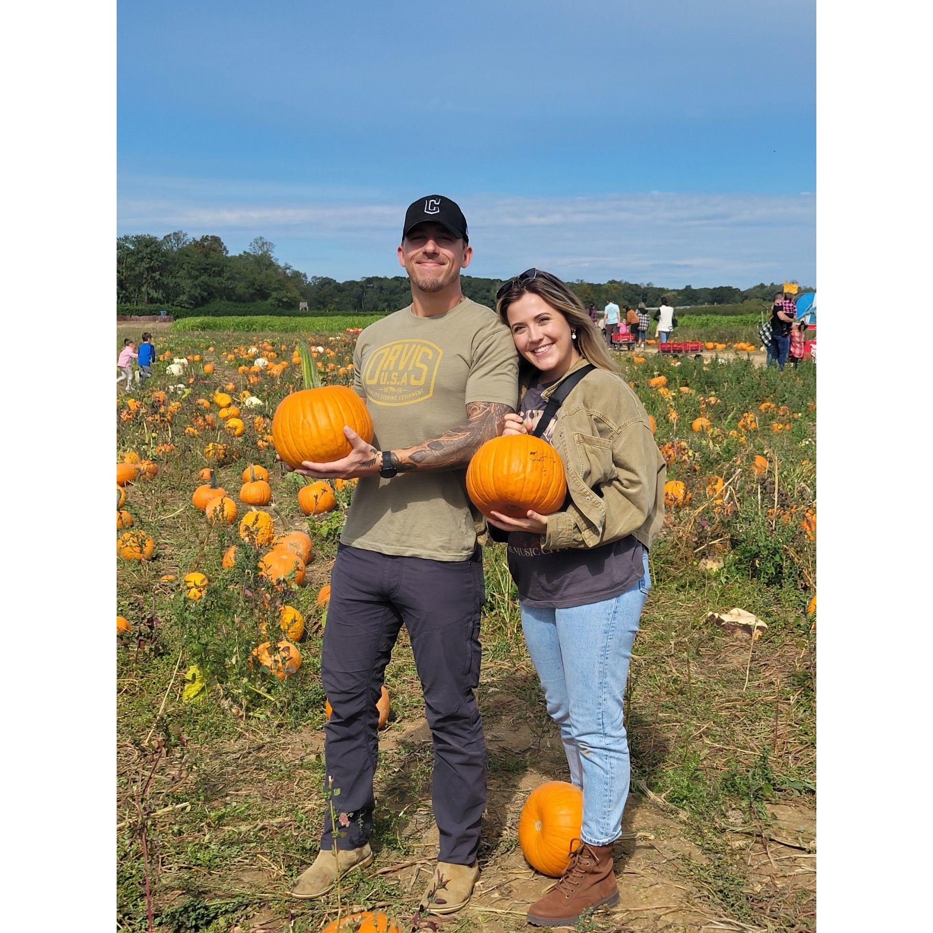 Pumpkin patch in NY