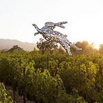 HALL Wines
