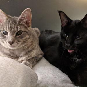 Treats for Momo and Jester