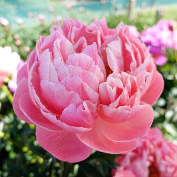 Coral Charm Peony