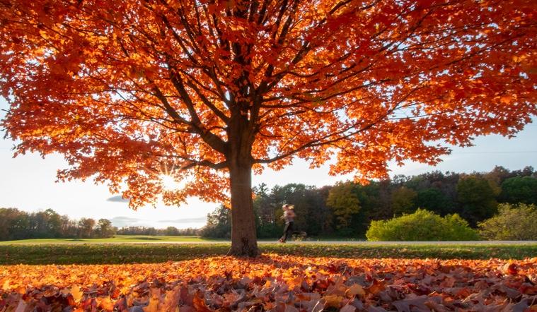 The Wedding Website of Mercedes Salisbury and Travis Miracle