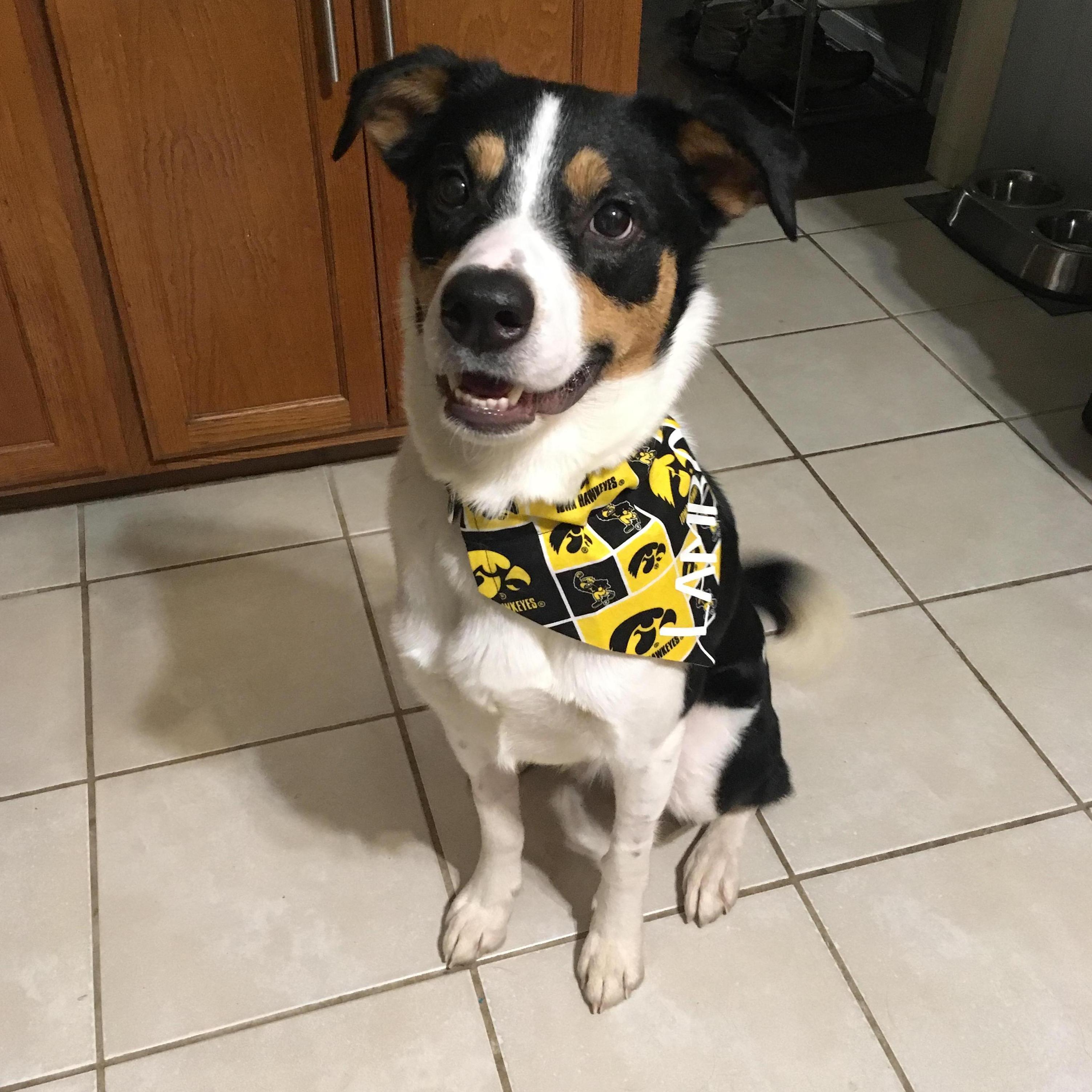 Meet Lambo Hodges, 2018