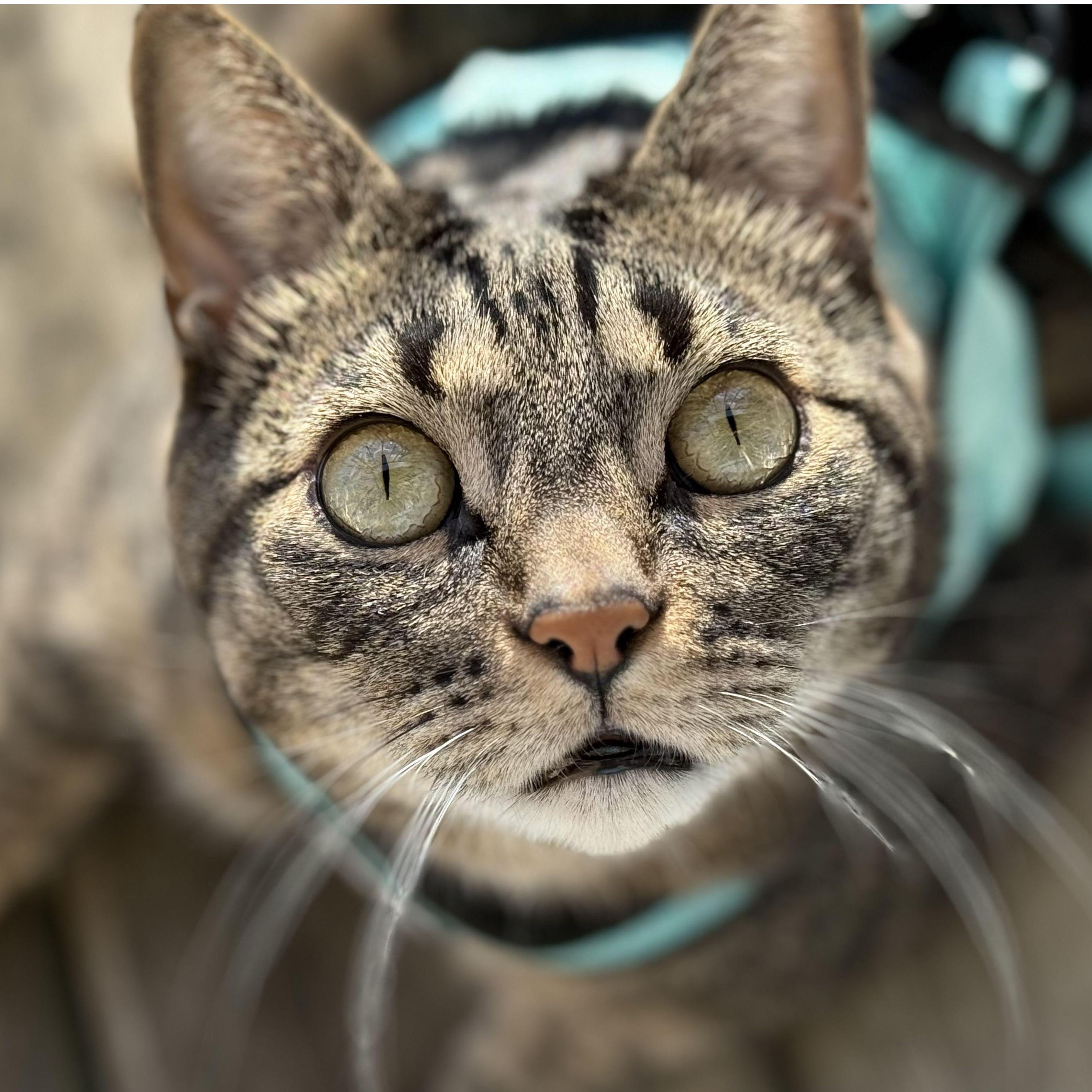 Theo, a very curious boy