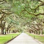 Boone Hall Plantation & Gardens