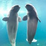 SeaWorld