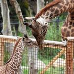 Santa Barbara Zoo