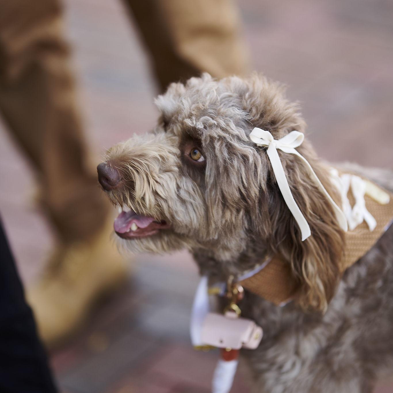 Rosie was given the important job of holding onto the ring