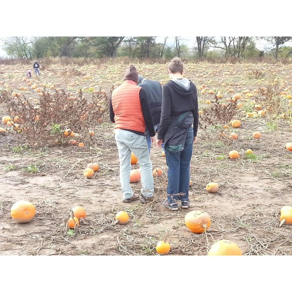 pumpkin picking