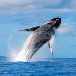 Whale Watching
