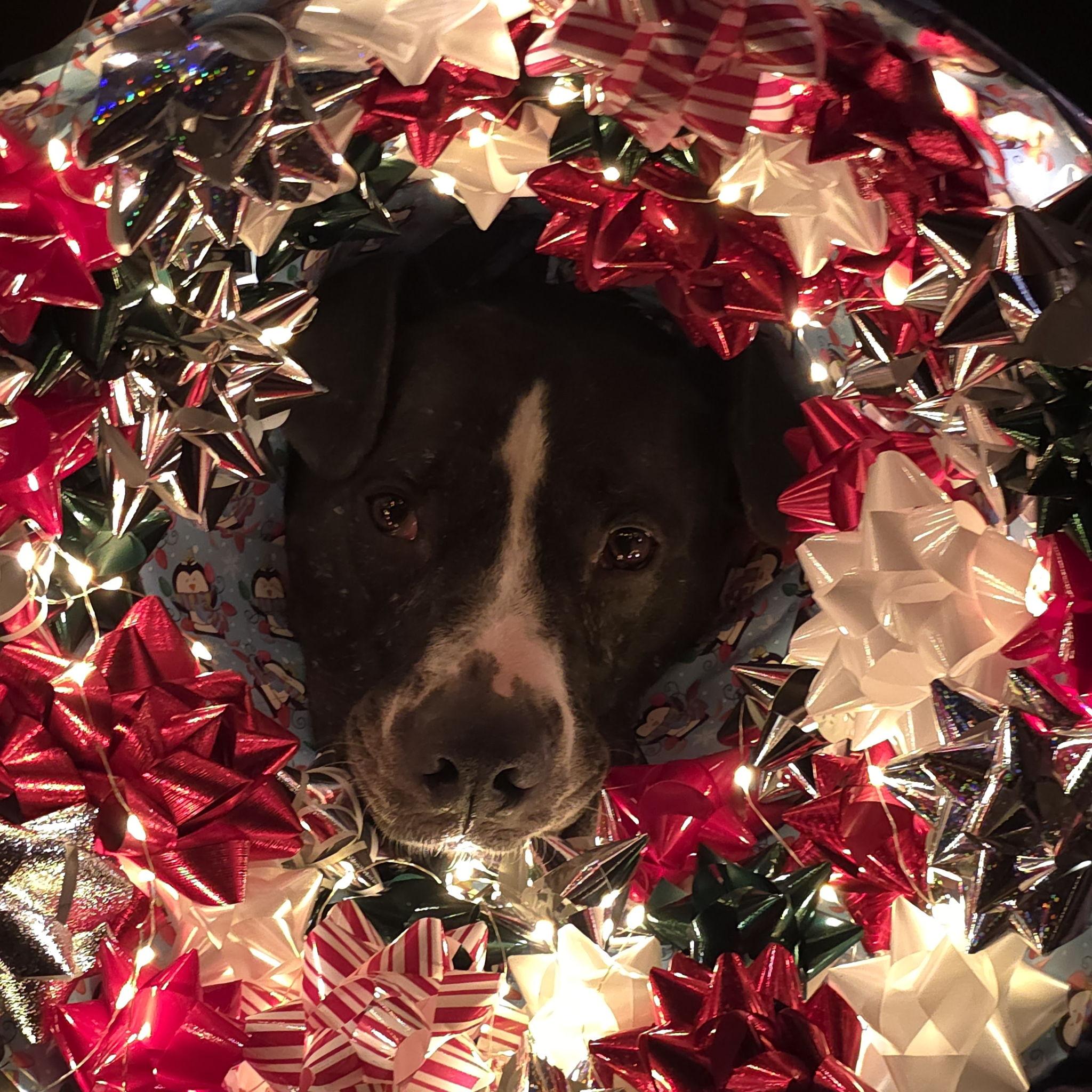 December 19 - Our sweet boy, Oreo, making the best of his cone...which he wore for almost 6 weeks!