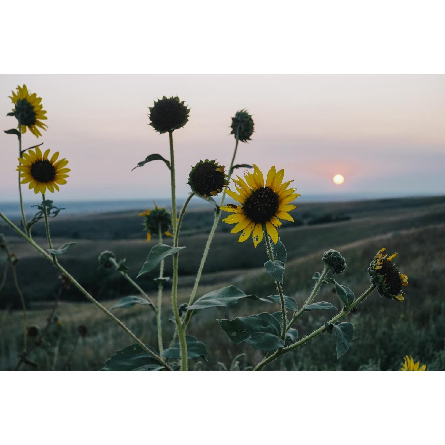 First sunset at the Badlands. These sunflowers were growing everywhere.