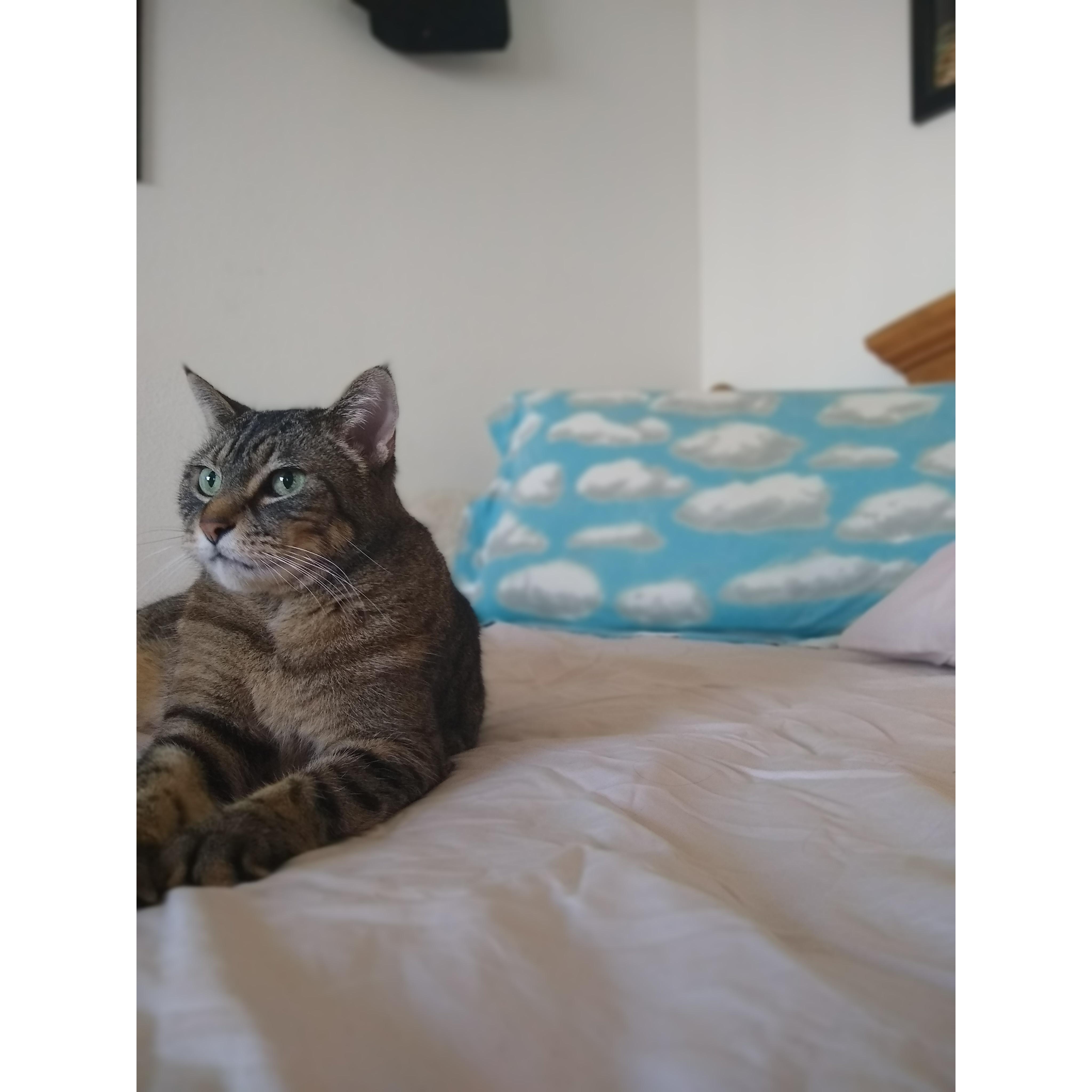 The pink sheets and cloud pillow cover were a specific style choice.