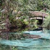 Ocala National Forest