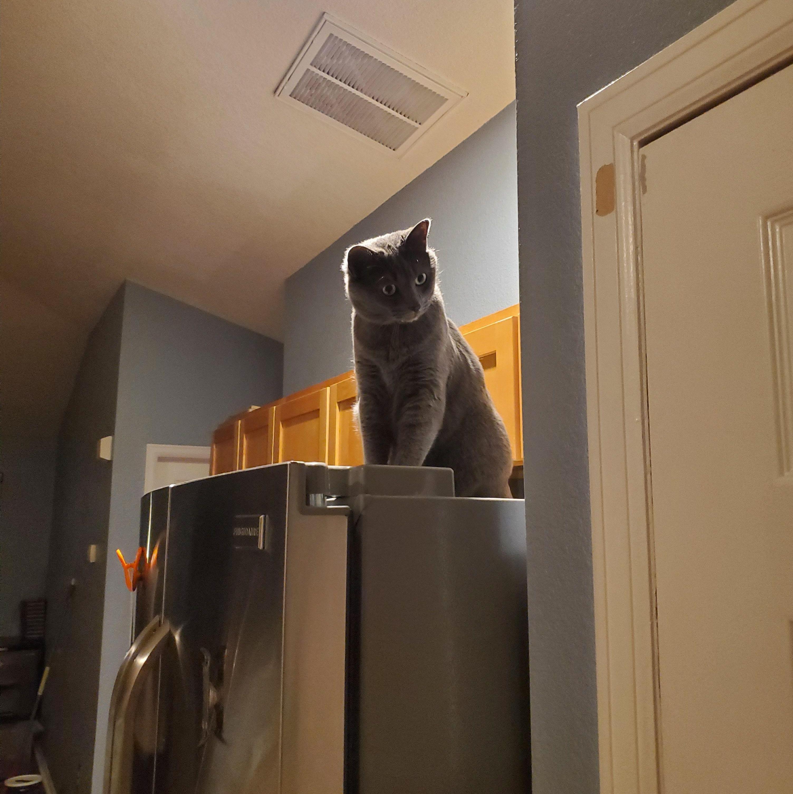Merlin waiting for Cameron at the top of the stairs
