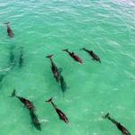 Dolphin And Snorkeling Tours Inc.