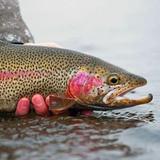 Steamboat Flyfisher