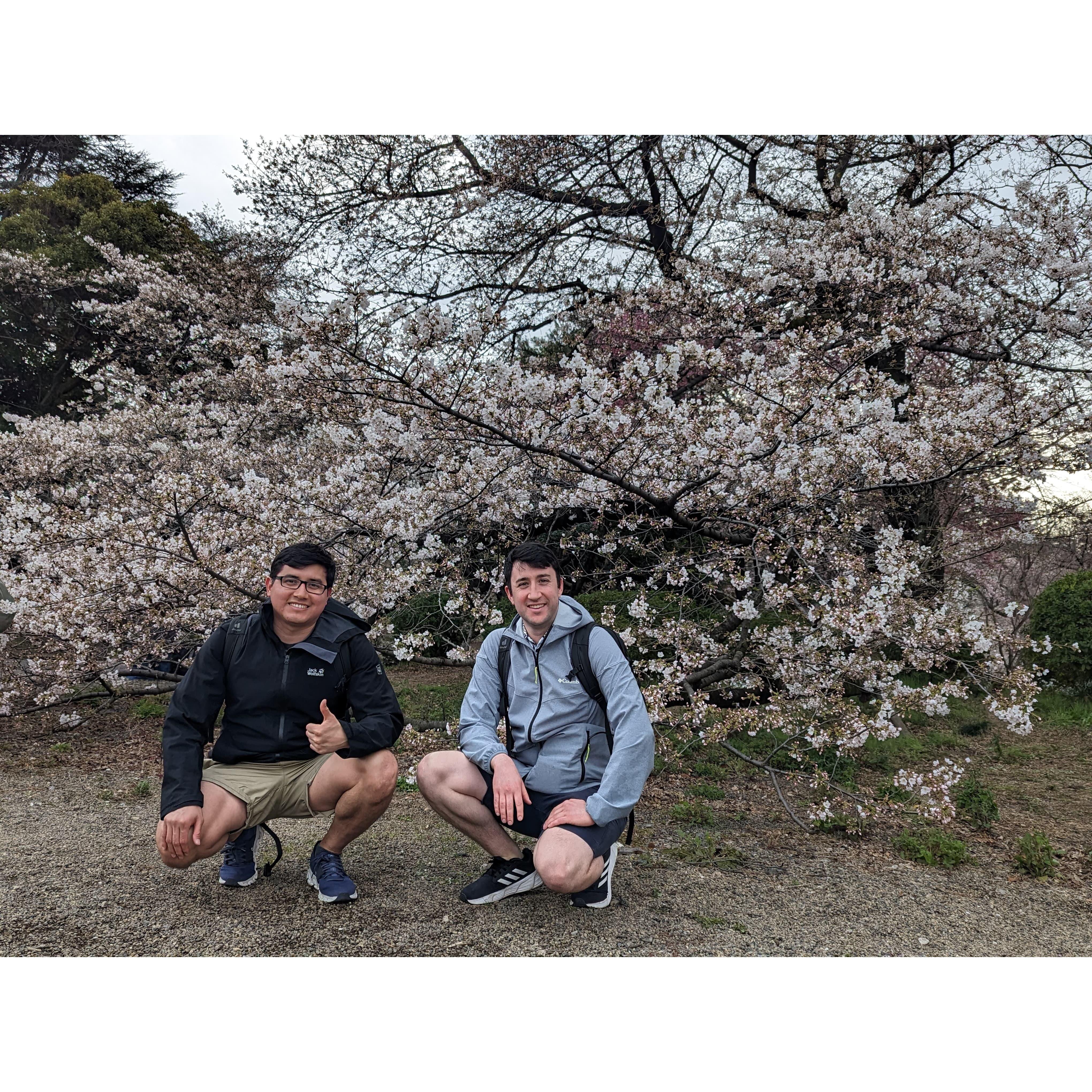More Sakuras!