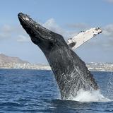 Whale Watch Cabo