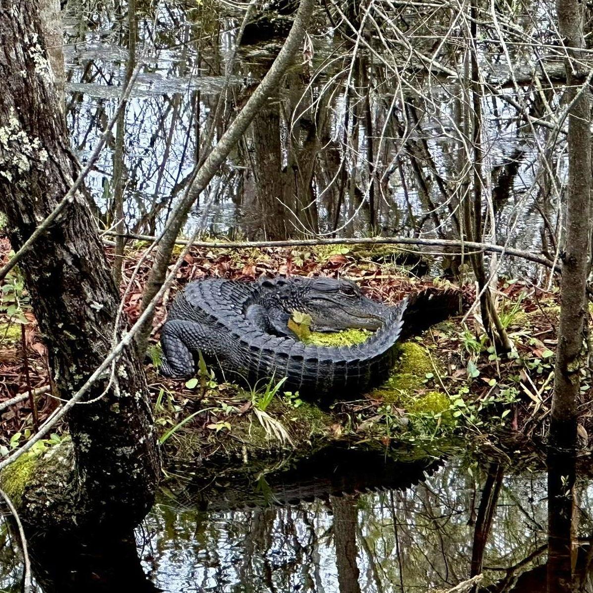 Gators everywhere!