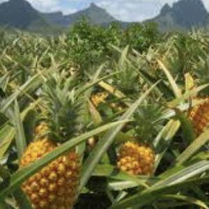 Pineapple Farm Tour
