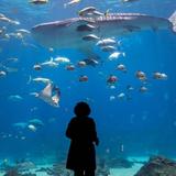 Georgia Aquarium