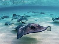 Stingray City Cayman Islands