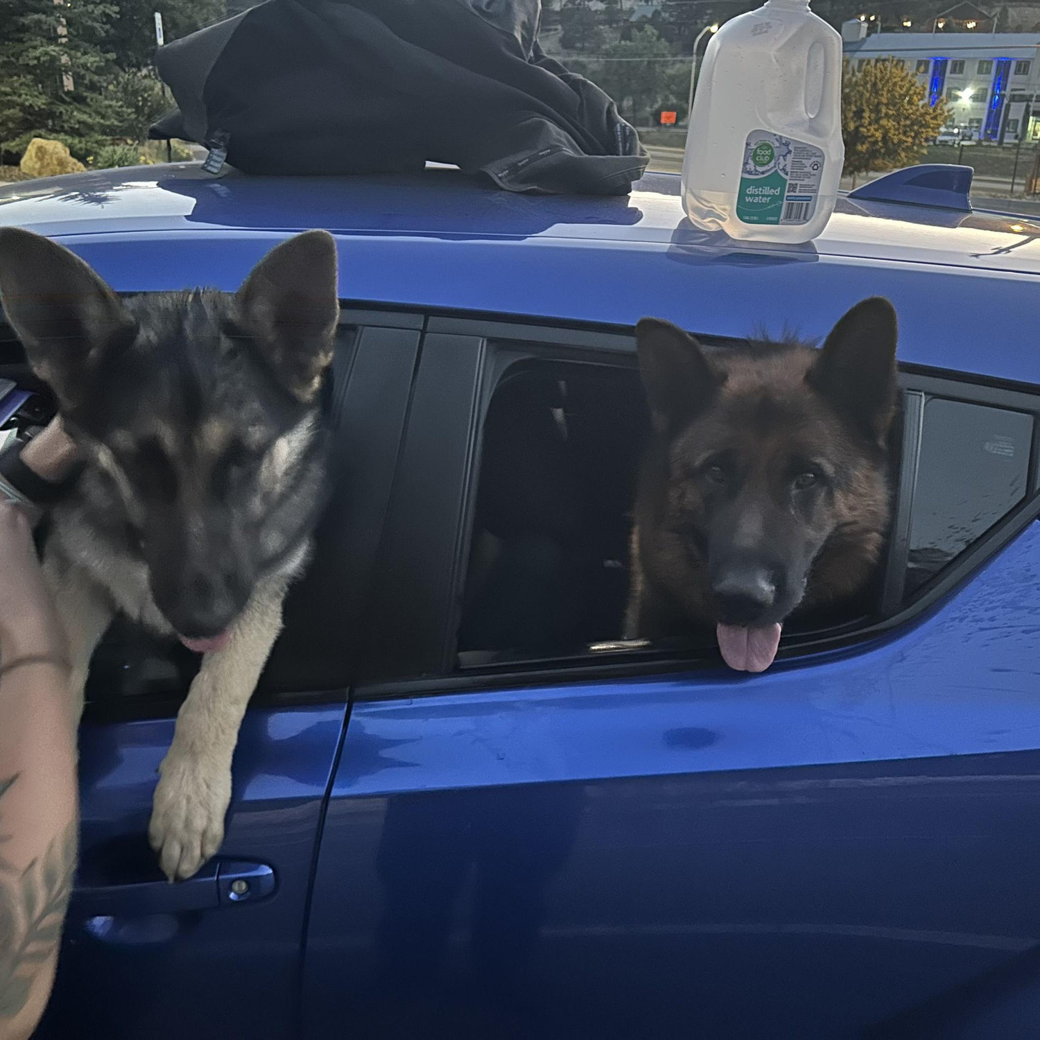 Our first side quest! Picking up two lost German Shepherds in Cloudcroft. Zelda's namesake! We were going to adopt them if their owners didn't come back for them (they did, sadly).