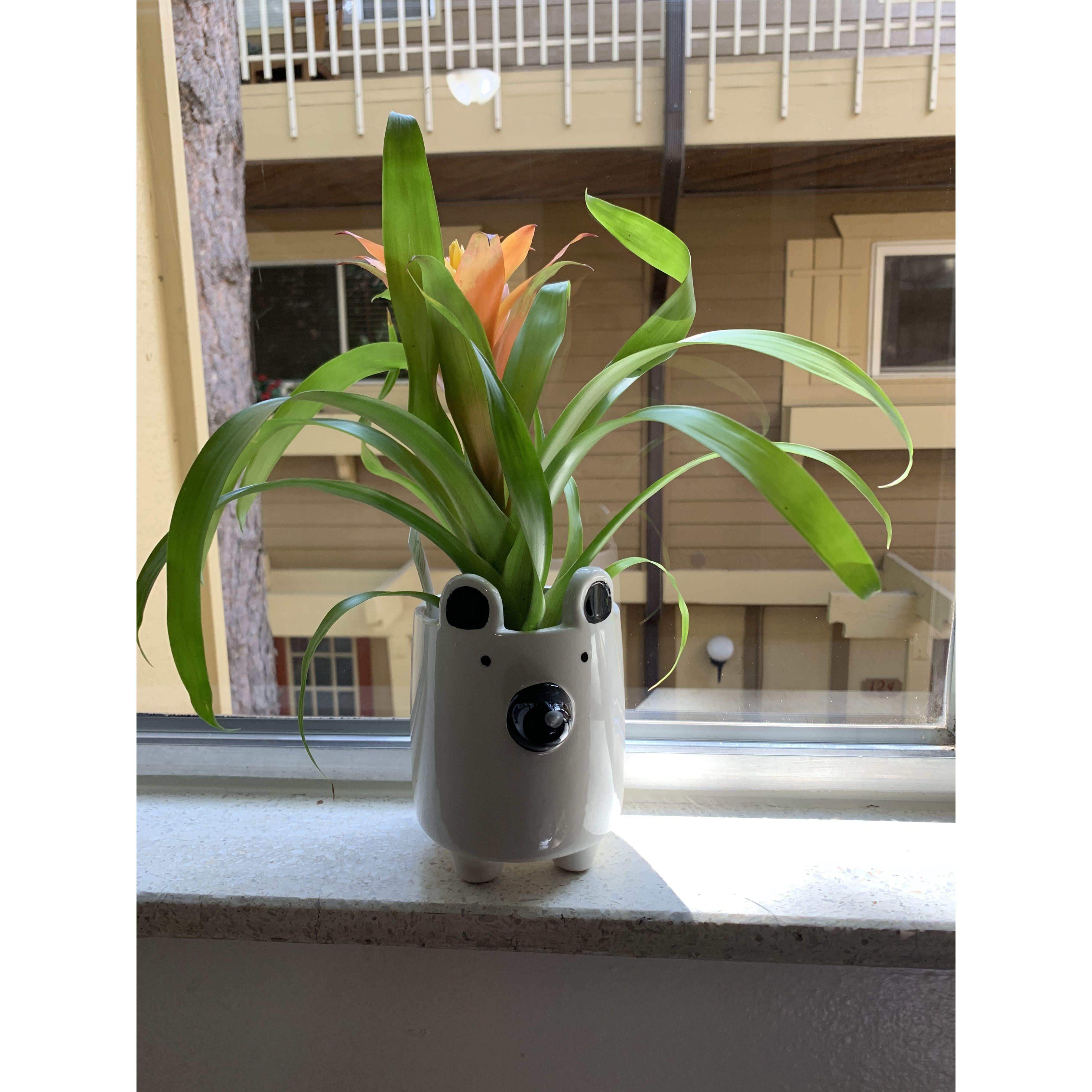Our first plant in our first apartment