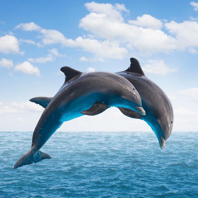 Honeymoon: Swimming with Dolphins