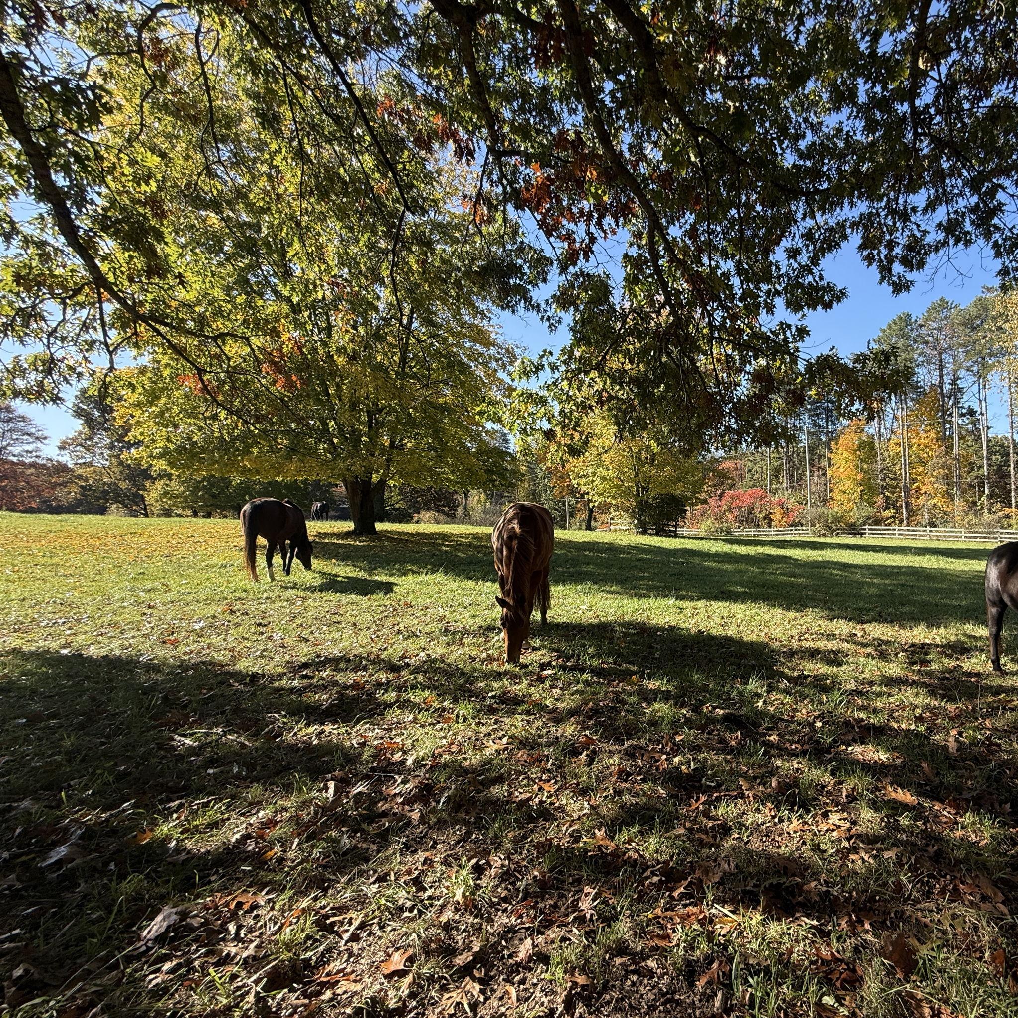 Horses grazing in the "Big Pasture."