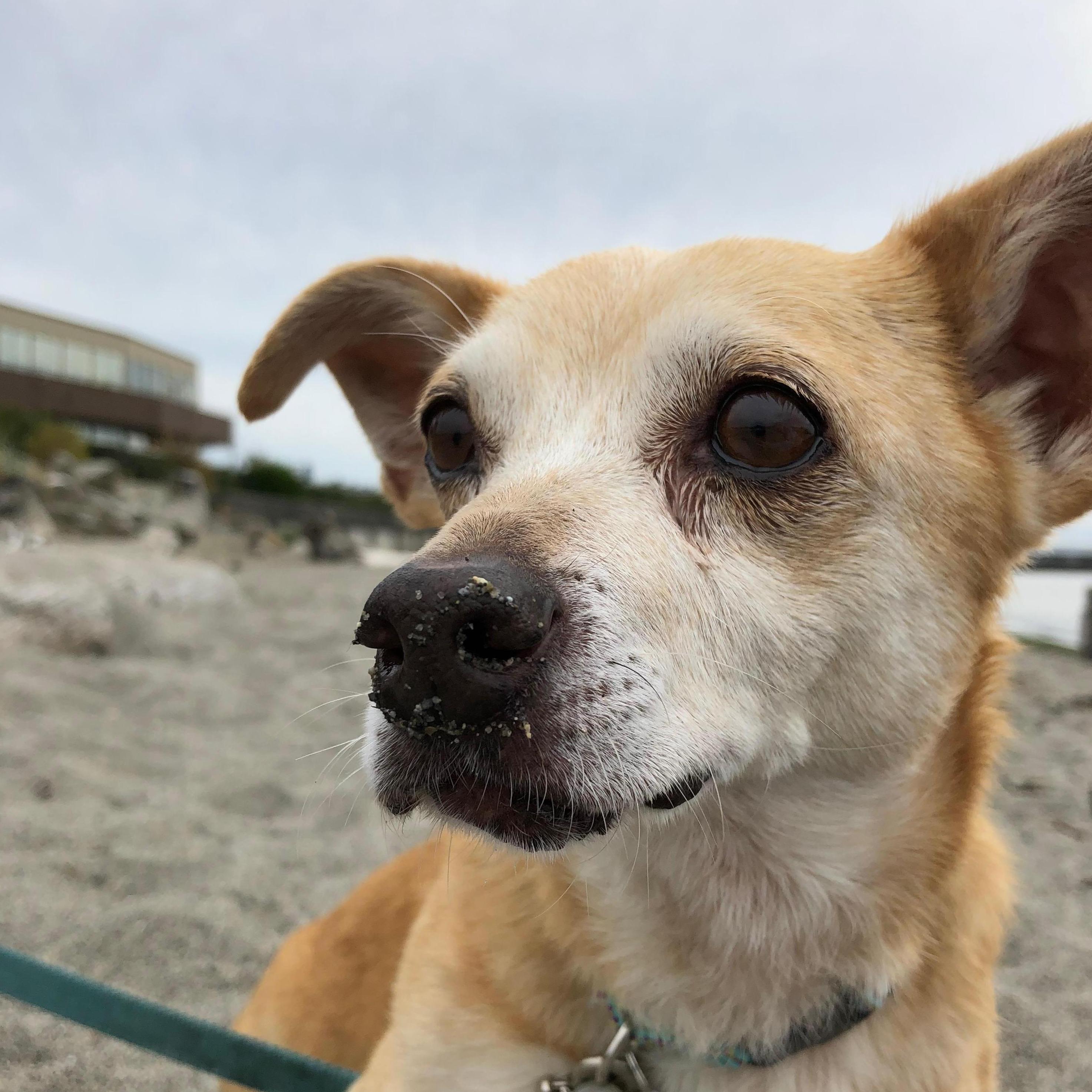Our son, Peanut. Follow him on Instagram @puppercalledpeanut