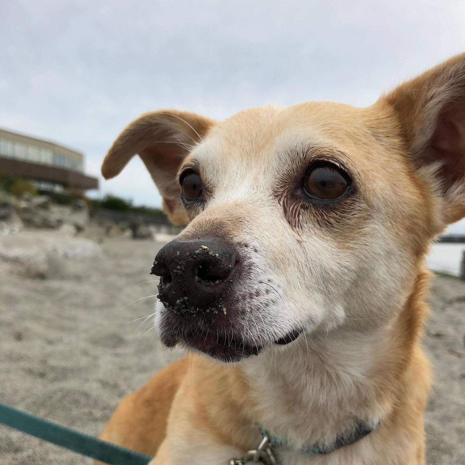 Our son, Peanut. Follow him on Instagram @puppercalledpeanut